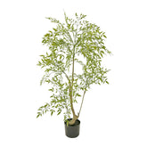 Ruscus zöld mű ruszkusz cserje 120 cm fekete cserépben fehér háttér előtt.